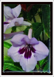 Purple Flowering Plant